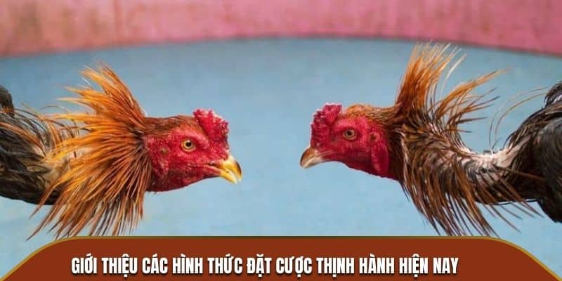 hình thức đá gà chọi thịnh hành