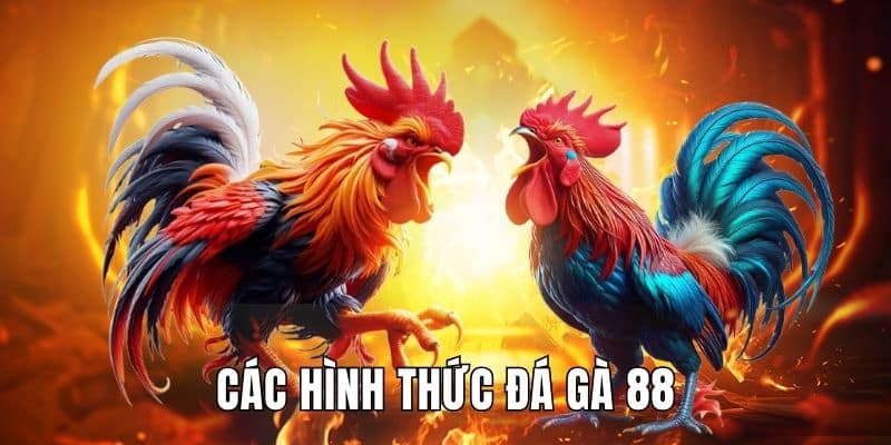 Hình thức đá gà 88